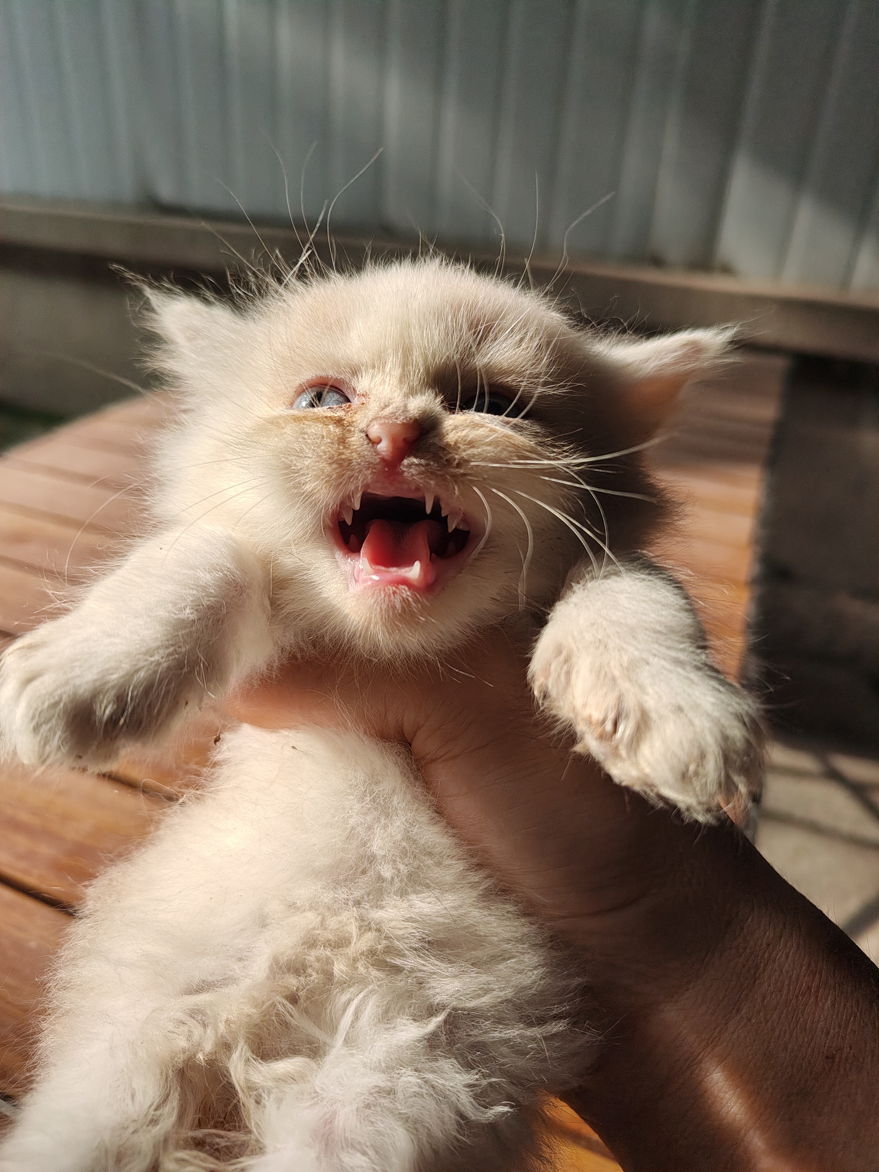 两个多月长毛蓝金乳白高地无病无癣保健康